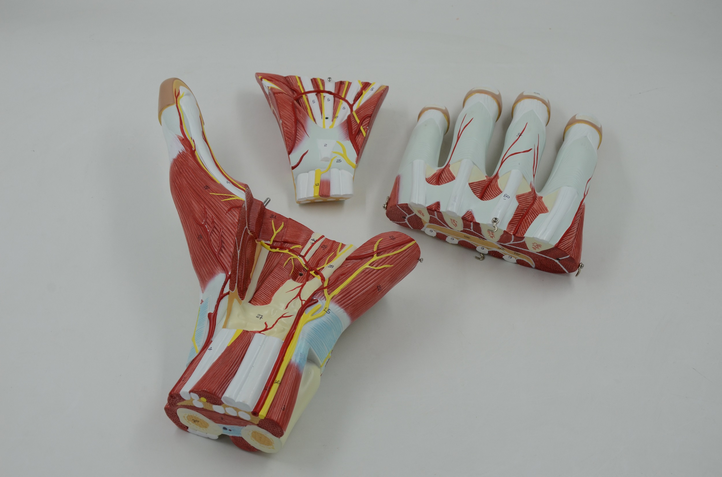 Anatomy Hand - 3 Parts